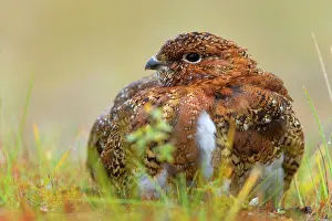 Steffen & Alexandra Sailer: 80188289 Willow Ptarmigan - male adult with partly