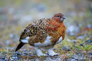 Steffen & Alexandra Sailer: 80188290 Willow Ptarmigan - male adult with partly