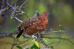 Steffen & Alexandra Sailer: 80188291 Willow Ptarmigan - male adult with partly