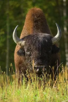 Steffen & Alexandra Sailer: 80188292 Wood Bison - adult buffalo bull grazing