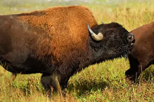 Steffen & Alexandra Sailer: 80188293 Wood Bison - adult buffalo bull bugling