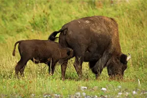 Steffen & Alexandra Sailer: 80188294 Wood Bison - female adult buffalo nursing