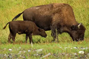 Steffen & Alexandra Sailer: 80188295 Wood Bison - female buffalo and calf grazing
