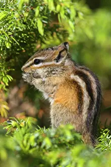 Steffen & Alexandra Sailer: 80188300 Yellow-pine Chipmunk - adult chipmunk sitting