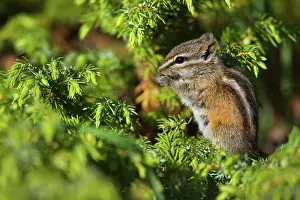 Steffen & Alexandra Sailer: 80188301 Yellow-pine Chipmunk - adult chipmunk sitting
