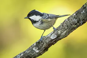 Garrapinos: 80188330 Coal Tit - adult perched on branch Allariz