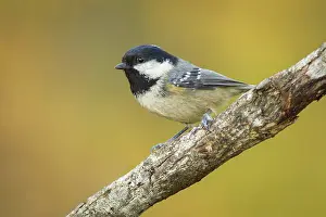 Coal: 80188331 Coal Tit - adult perched on branch Allariz