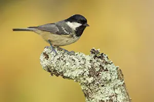 Coal: 80188332 Coal Tit - adult perched on branch Allariz