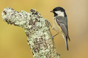 Coal: 80188333 Coal Tit - adult perched on branch Allariz