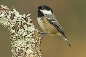 Coal: 80188334 Coal Tit - adult perched on branch Allariz