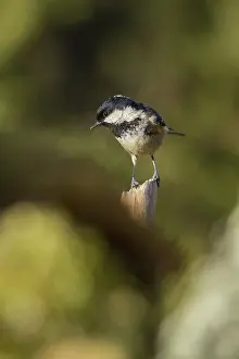 Coal: 80188335 Coal Tit - adult perched on branch Allariz