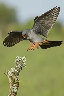 Galicia: 80188336 Red-Footed Falcon - adult male in flight