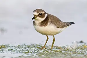 Charadrius: 80188337 Great Ringed Plover - walking on marsh