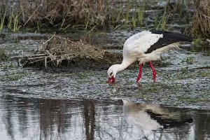 Ciconia: 80188338 White Stork - feeding on river Ciconia