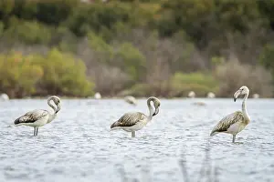 Rosy: 80188340 Rosy Flamingo - young on marsh Pozuelo