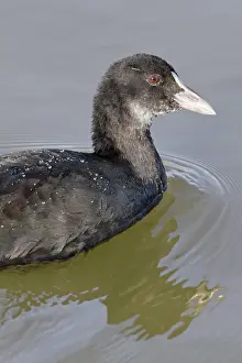 Castilla: 80188341 Common Coot - young swimming on marsh Tablas