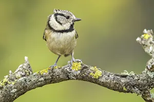 Capuchino: 80188342 European Crested Tit - adult perched on