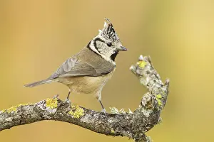 Capuchino: 80188343 European Crested Tit - adult perched on