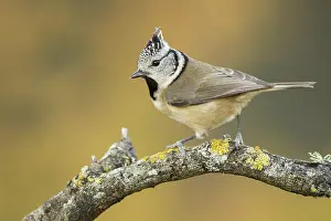 Capuchino: 80188344 European Crested Tit - adult perched on
