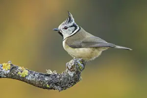 Capuchino: 80188345 European Crested Tit - adult perched on