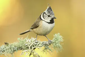 Capuchino: 80188346 European Crested Tit - adult perched on