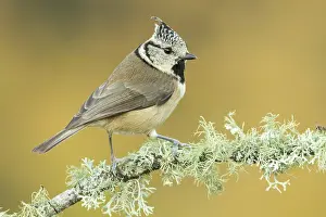 Capuchino: 80188347 European Crested Tit - adult perched on