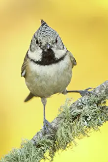 Capuchino: 80188348 European Crested Tit - adult perched on