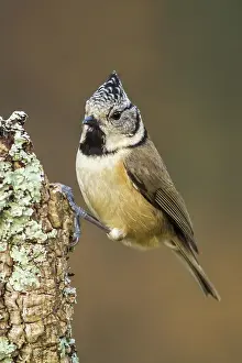 Coal: 80188349 Coal Tit Carbonero garrapinos / Parus ate