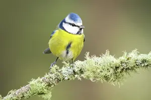Cyanistes: 80188350 Eurasian Blue Tit - perched on branch Allariz