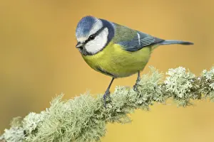 Cyanistes: 80188351 Eurasian Blue Tit - perched on branch Allariz