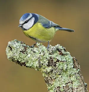 Cyanistes: 80188352 Eurasian Blue Tit - perched on branch Allariz