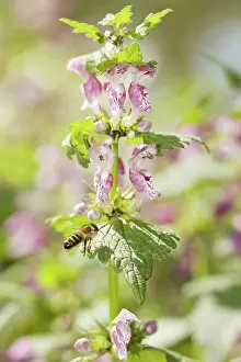 Pollinating: 80188353 Spotted Deadnettle - with bee pollinating