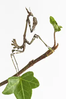 Nymph: 80188363 Conehead Mantis - nymph on white background