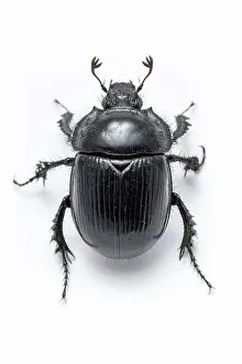 Allariz: 80188368 Minotaur Beetle - on white background Allariz