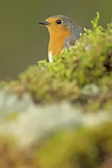 Allariz: 80188369 European Robin Allariz, Galicia, Spain