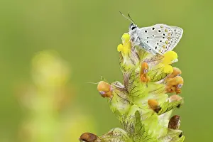 Icarus: 80188370 Common Blue - perched on yellow rattle