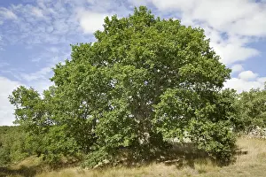 Robur: 80188371 Oak Tree Trandeiras, Galicia, Spain Quercus