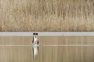 Podiceps: 80188372 Great Crested Grebe - male and female courtship