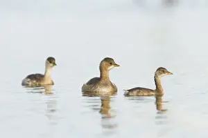 Castilla: 80188373 Little Grebe Tablas de Daimiel, Castilla
