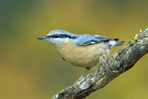 Allariz: 80188375 European Nuthatch - perched on branch Allariz