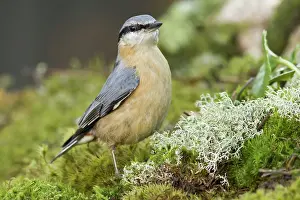 Allariz: 80188376 European Nuthatch - perched on moss Allariz