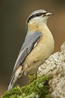 Sitta: 80188377 European Nuthatch - perched on stone with