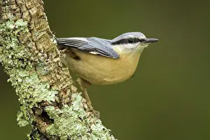 Allariz: 80188378 European Nuthatch - perched on branch Allariz
