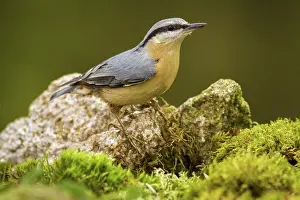 Sitta: 80188379 European Nuthatch - perched on a stone
