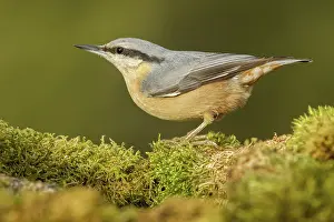 Allariz: 80188380 European Nuthatch - on moss Allariz, Galicia