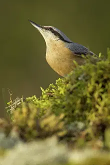 Allariz: 80188381 European Nuthatch - on moss Allariz, Galicia