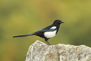 Castilla: 80188382 Eurasian Magpie - perched on stone Cremenes