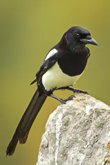 Castilla: 80188383 Eurasian Magpie - perched on stone Cremenes