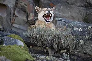 Chris Brunskill: 80188396 Puma - yawning Torres Del Paine National