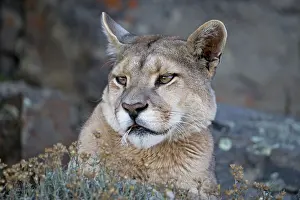 Chris Brunskill: 80188397 Puma Torres Del Paine National Park, Patagonia